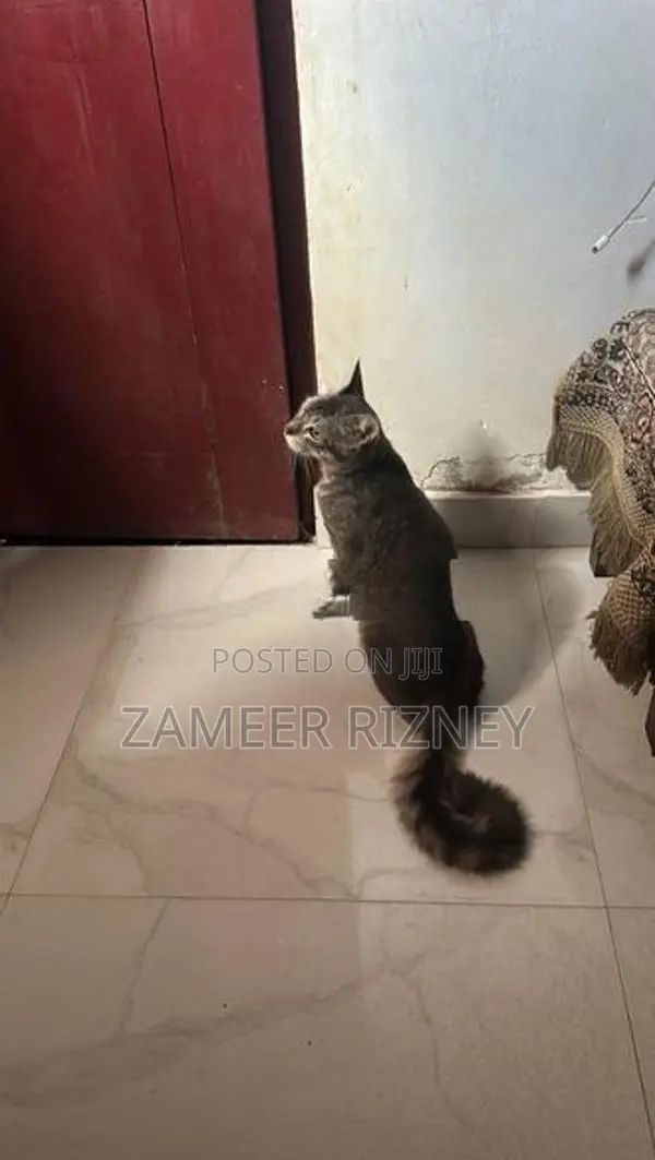 Female Persian Kittens