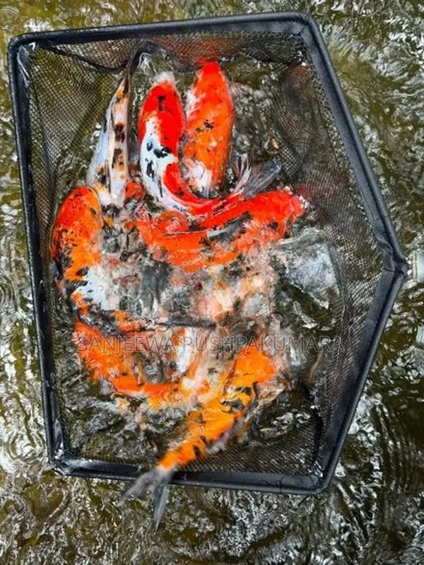 Carf Fish