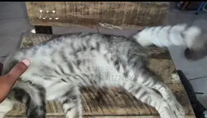 Female Persian Kittens