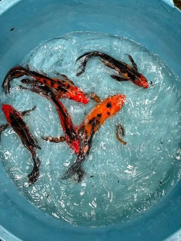 Carf Fish