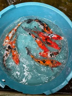 Carf Fish
