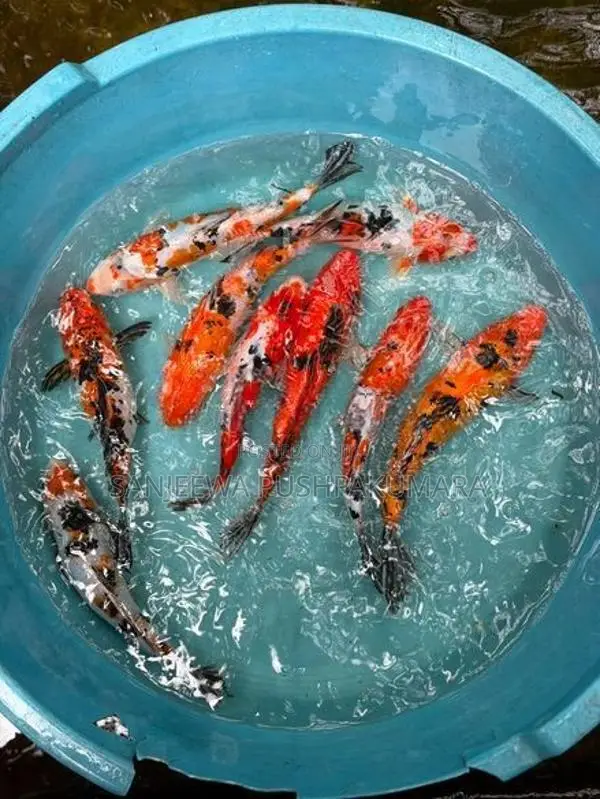 Carf Fish