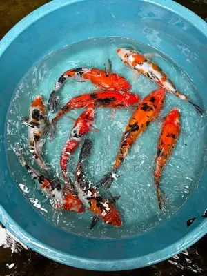 Carf Fish