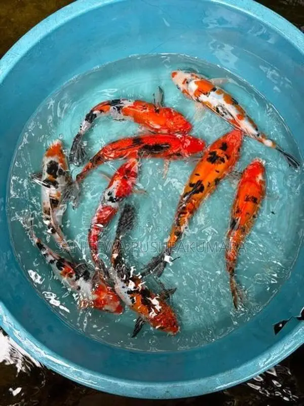 Carf Fish