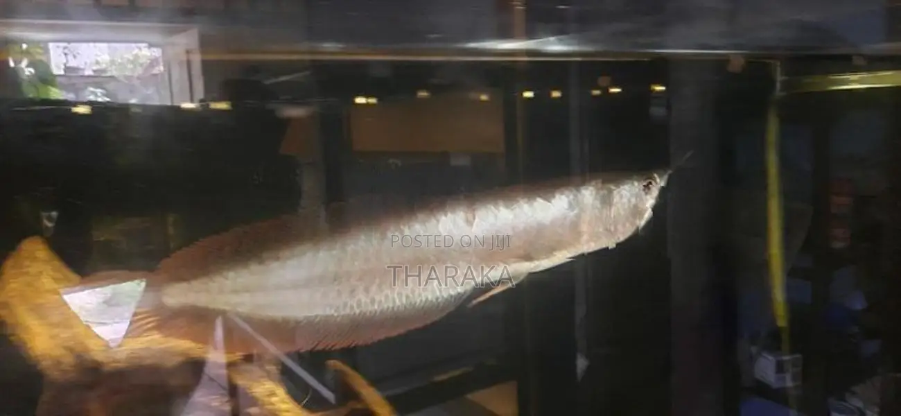 Silver Arowana