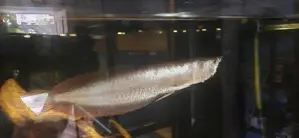 Silver Arowana