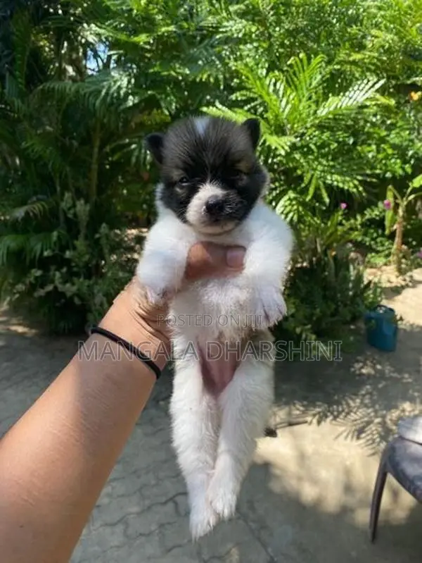 Lion Pomeranian puppy