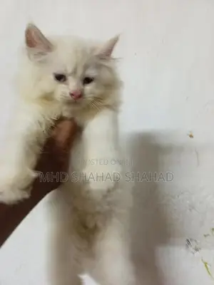 Persian Kittens