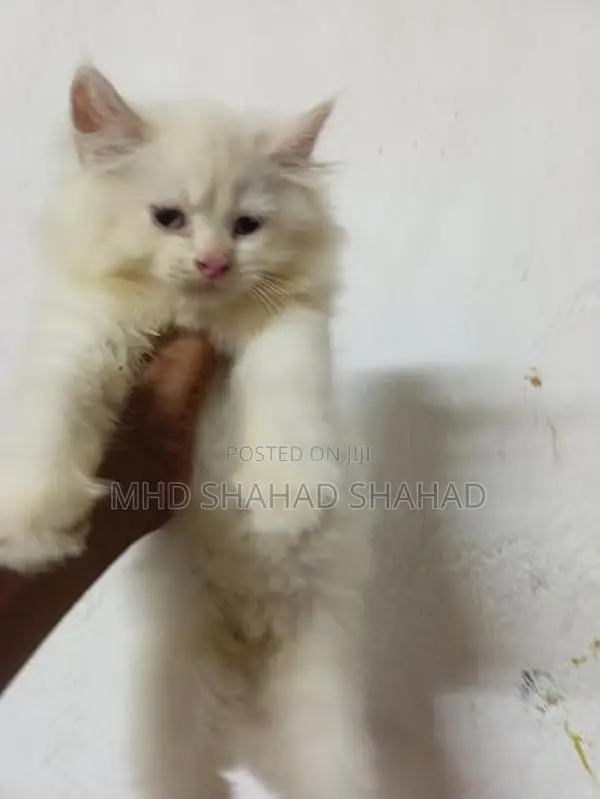 Persian Kittens