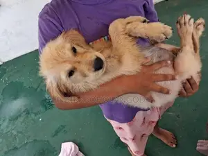 Golden Retriever Puppy