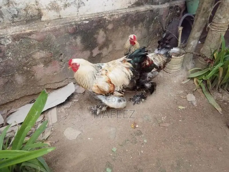 Brahma Roosters