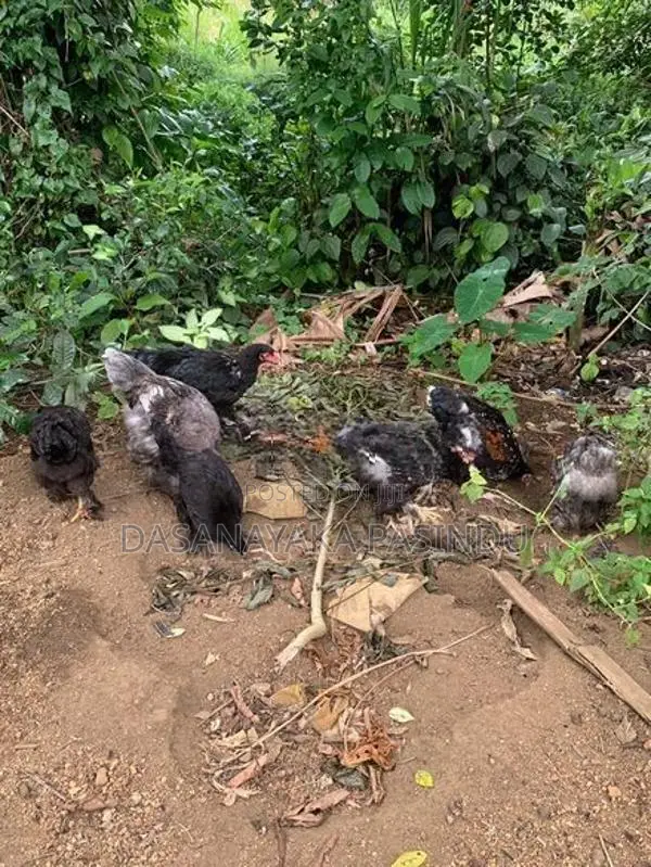Brahma Chicks