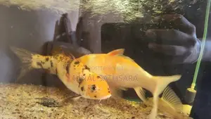 Pair of Koi Carp