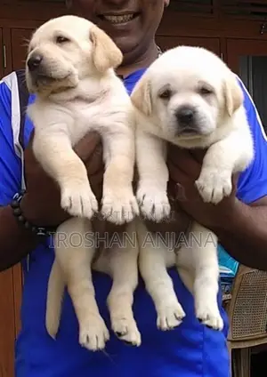 Labrador Retriever Puppies