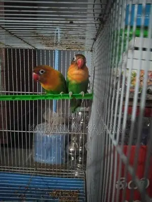 African Love Birds