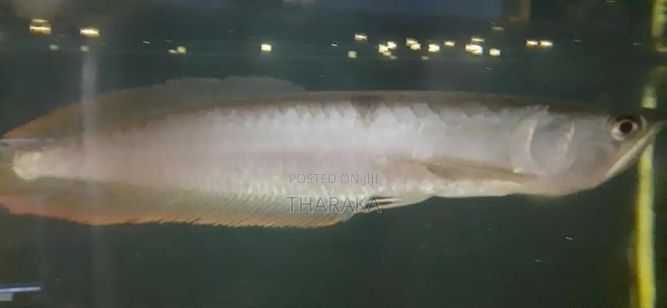 Silver Arowana