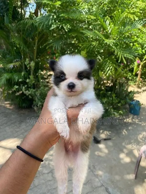 Lion Pomeranian puppy