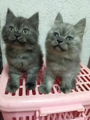 Persian Kittens