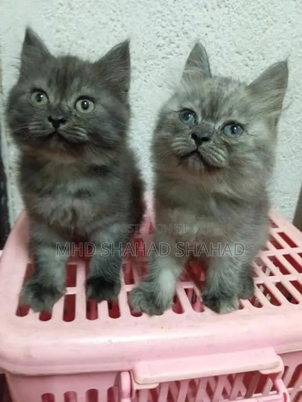 Persian Kittens