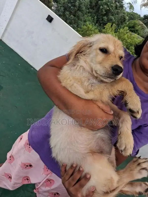 Golden Retriever Puppy