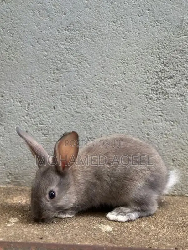 Rabbit