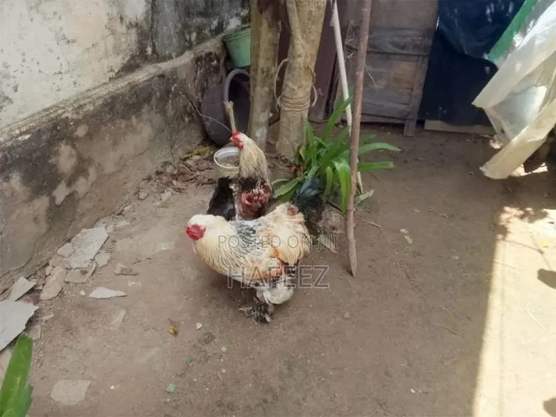 Brahma Roosters