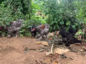 Brahma Chicks