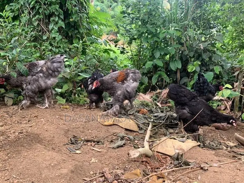 Brahma Chicks