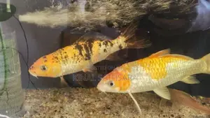 Pair of Koi Carp