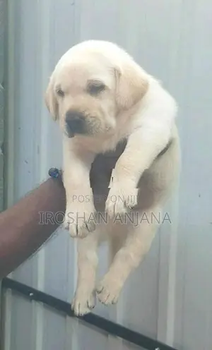 Labrador Retriever Puppies