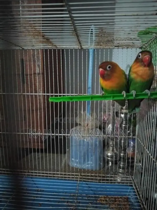 African Love Birds