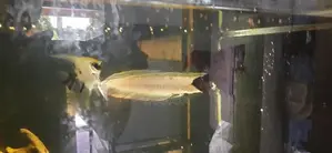Silver Arowana