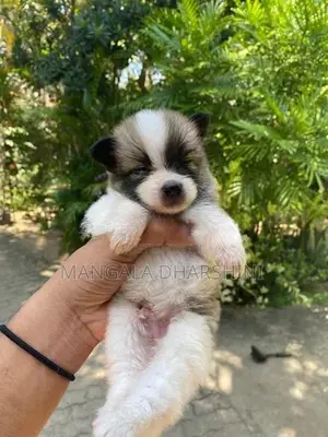 Lion Pomeranian puppy