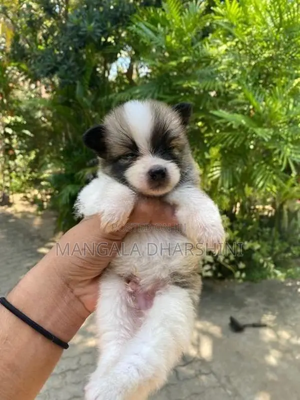Lion Pomeranian puppy