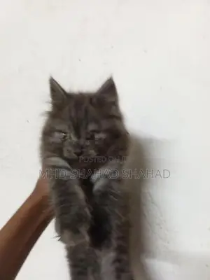 Persian Kittens