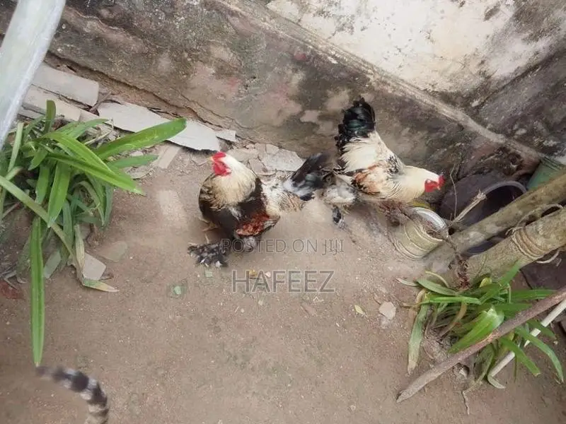 Brahma Roosters