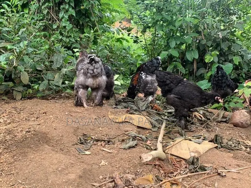 Brahma Chicks
