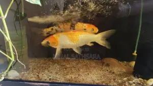 Pair of Koi Carp