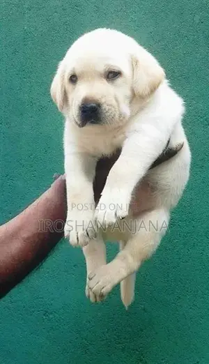 Labrador Retriever Puppies