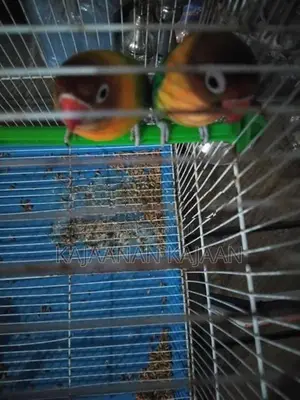 African Love Birds