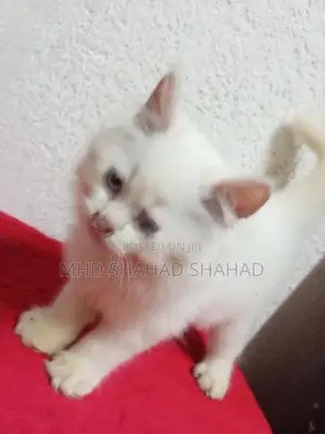 Persian Kittens