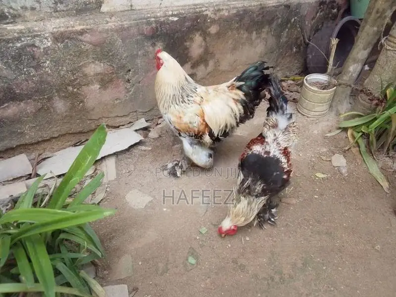 Brahma Roosters