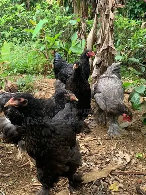 Brahma Chicks