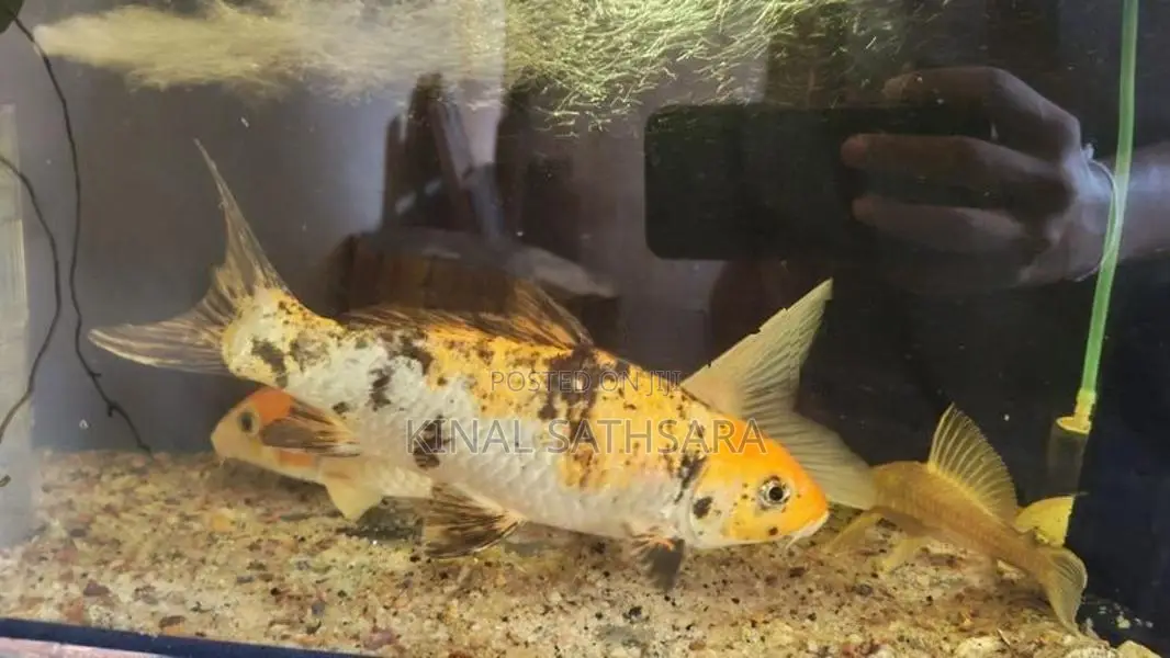 Pair of Koi Carp