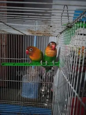 African Love Birds