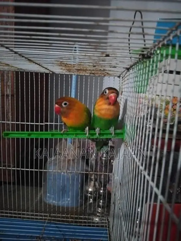 African Love Birds