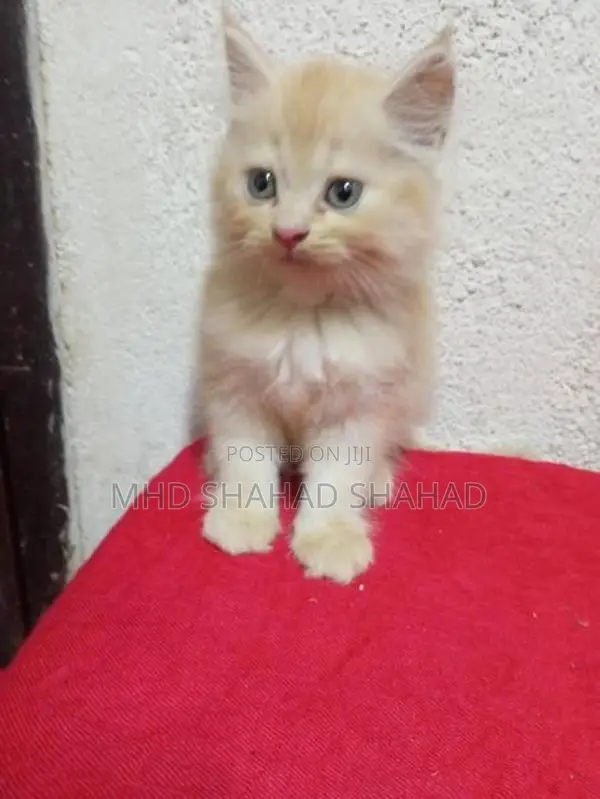 Persian Kittens