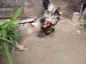 Brahma Roosters