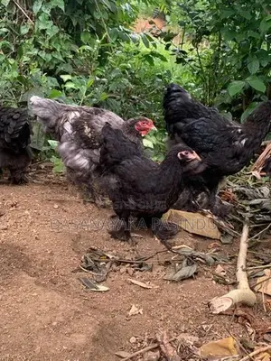 Brahma Chicks