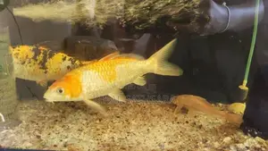 Pair of Koi Carp